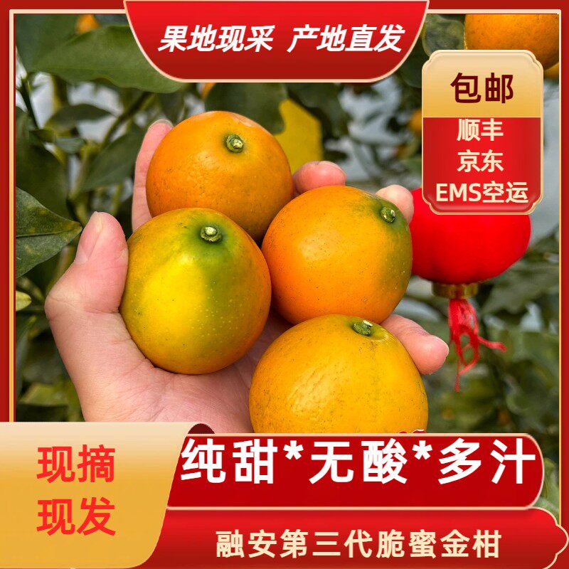 经济划算装顺丰包邮 当季融安脆蜜金桔老树花皮果纯甜无酸多汁#