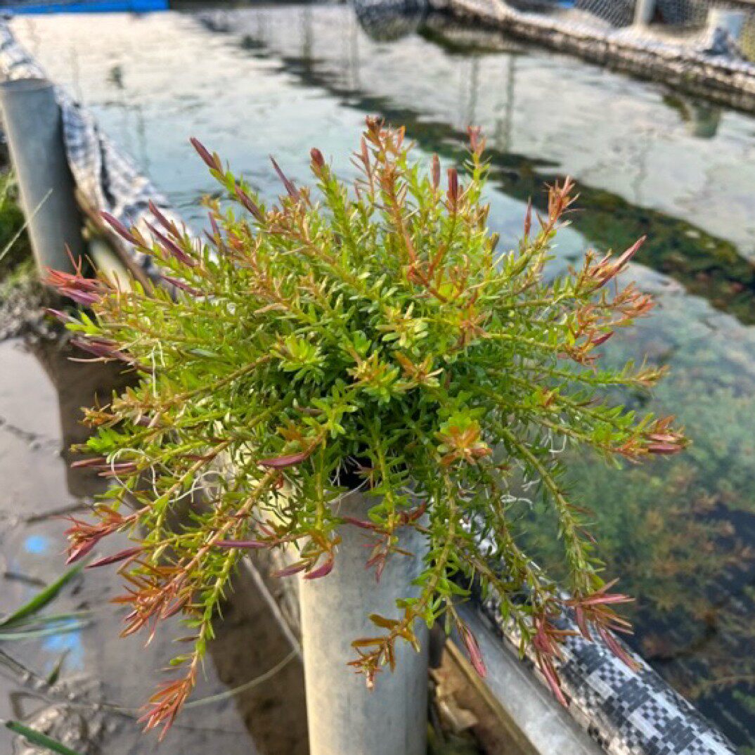 【十字牛顿】净水王鱼缸水草新手养鱼增氧冒泡水下叶坨草无需底沙