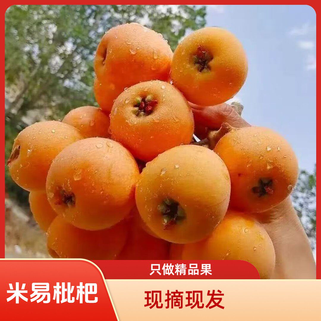 正宗攀枝花米易枇杷高山大五星枇杷果新鲜琵琶孕妇水果现摘现发