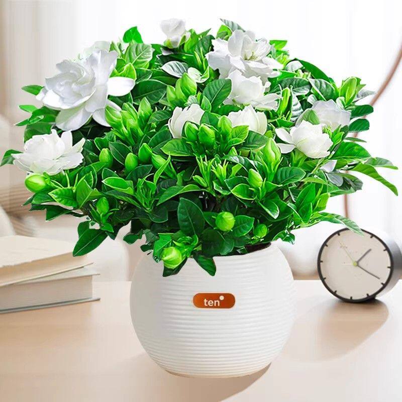 栀子花盆栽花卉植物室内绿萝箩阳台水培绿植茉莉花四季好养九里香