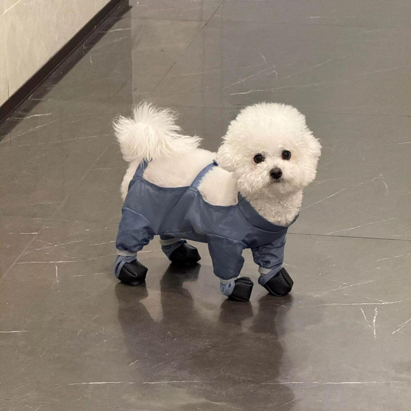 狗狗衣服四脚连脚防尘裤中小型包脚防脏防水腿套雨天遛狗神器