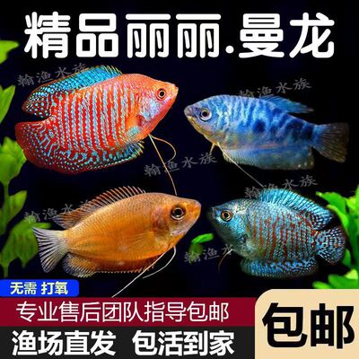曼龙鱼活体马甲鱼小型鱼七彩丽丽鱼热带淡水观赏鱼耐活斗鱼不打氧