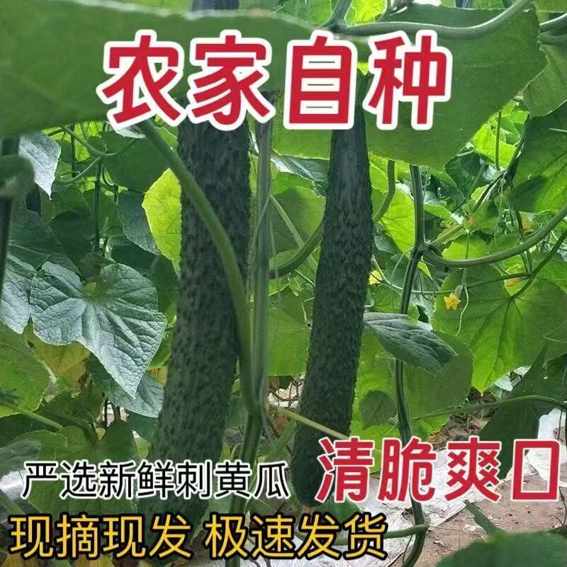 【现摘现发】精品新鲜农家自种嫩黄瓜脆甜爽口