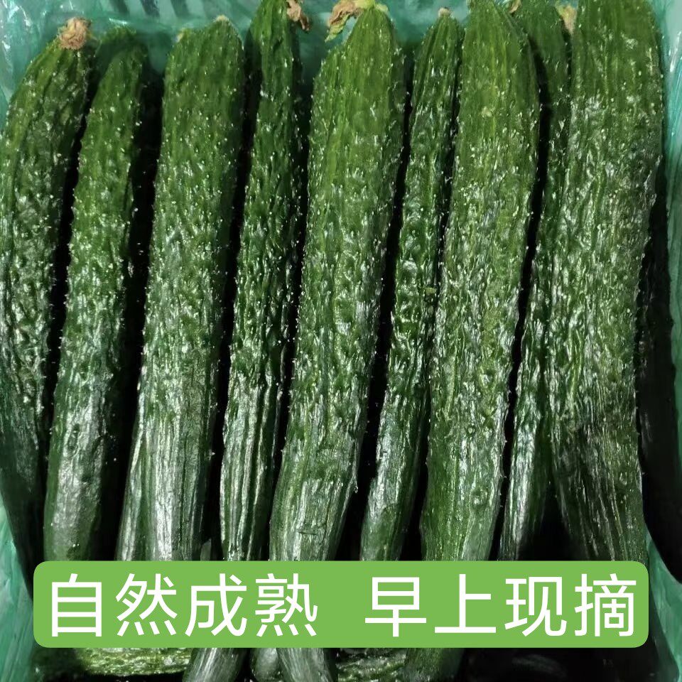 新鲜黄瓜现摘现发老品种头茬黄瓜农家种植绿瓤黄瓜3/5斤当季蔬菜