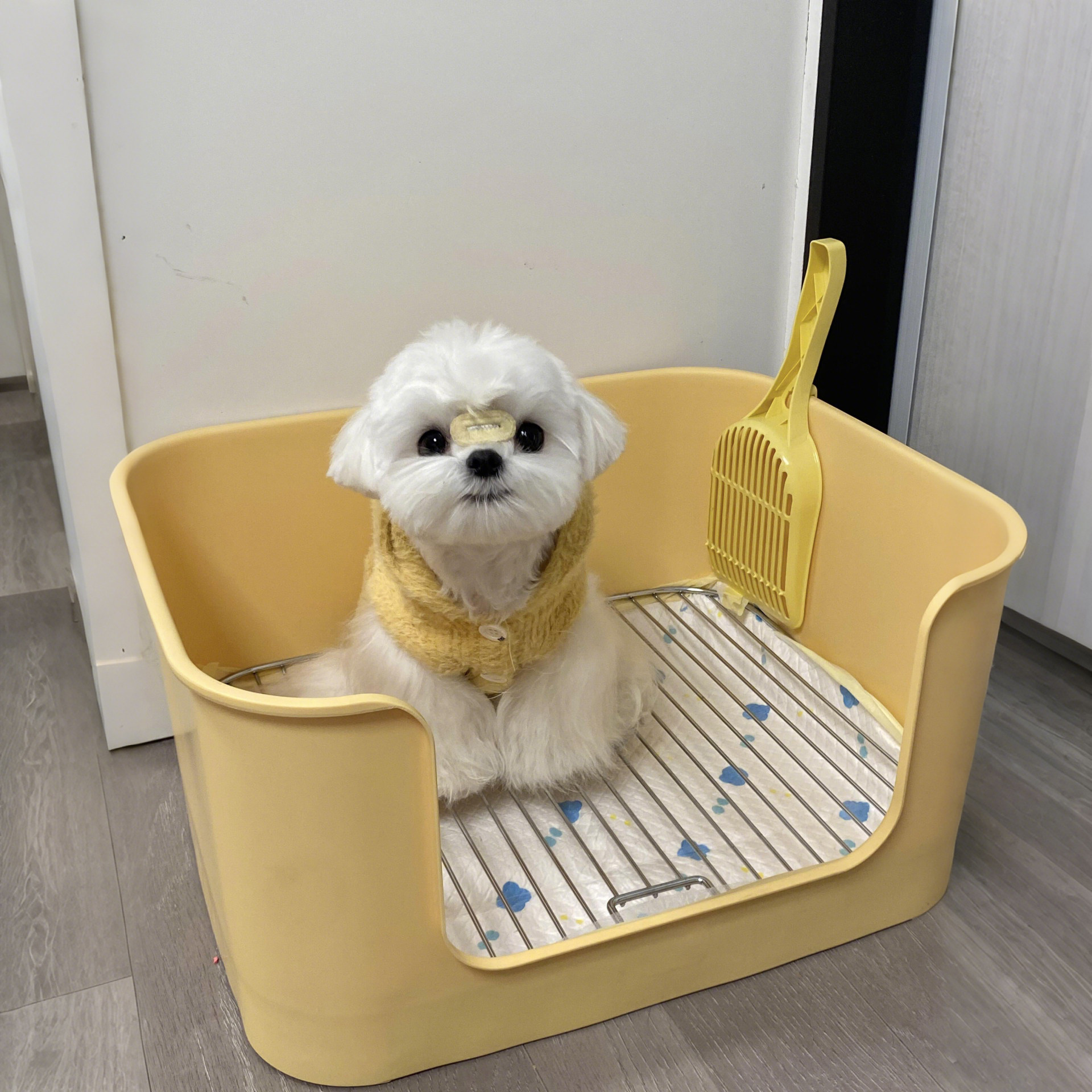 狗狗厕所中小型犬定点上厕所神器高围栏狗尿盆马尔济斯狗砂盆