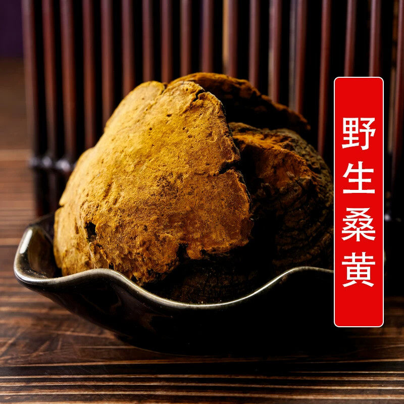 秦岭野生中药材桑黄500g别名金边桑黄马蹄黄树舌黄桑耳桑黄菇