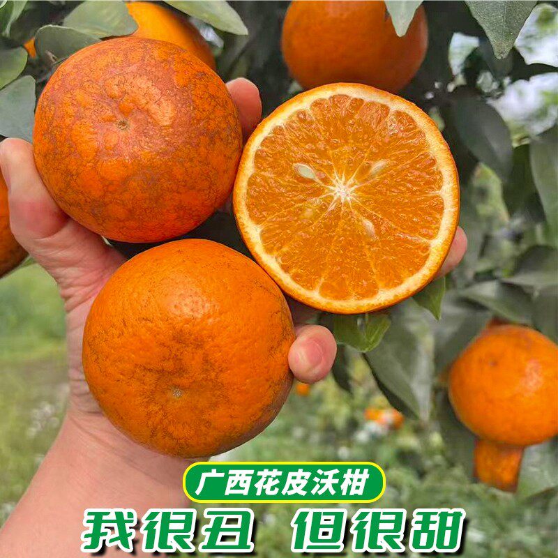 广西武鸣沃柑花皮果8斤香甜饱满皮薄肉厚水果新鲜现摘