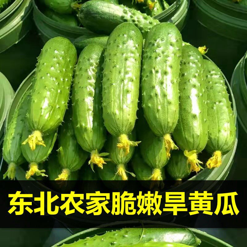 【手挑精选】正宗东北新鲜小黄瓜水果旱黄瓜小青瓜水果黄瓜生鲜包