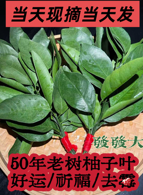 现摘柚子叶新鲜碌柚叶乔迁新居出院出狱沐浴柚叶50年老树转运柚叶