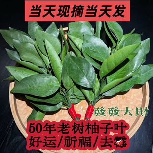 现摘柚子叶新鲜碌柚叶乔迁新居出院出狱沐浴柚叶50年老树转运柚叶