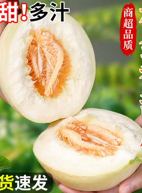 云南郁金香甜瓜当季现摘整箱头茬脆甜香瓜蜜瓜网纹哈密瓜新鲜水果