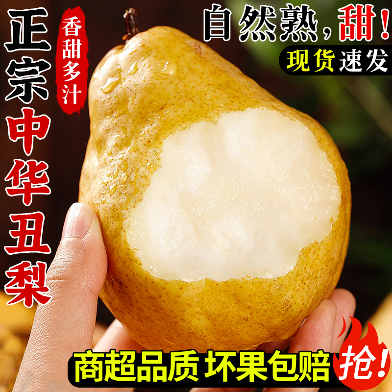 现摘！正宗中华丑梨！软糯香甜