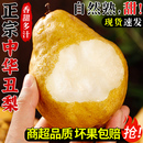 正宗中华丑梨软糯梨子当季 整箱山东烟台莱阳梨太婆梨啤梨新鲜水果