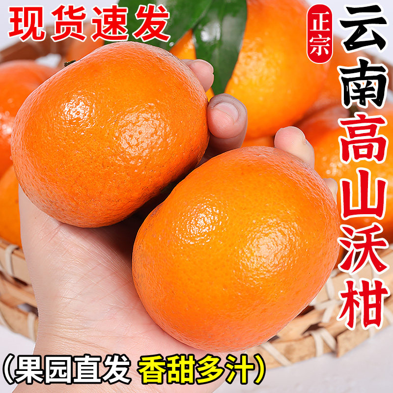 【云南高山沃柑热销榜】正宗产地