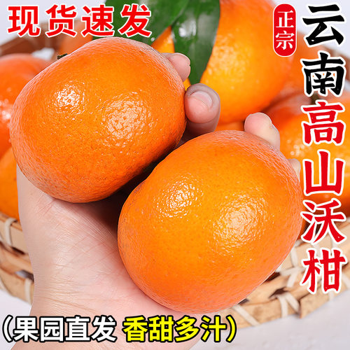 【云南高山沃柑热销榜】正宗产地
