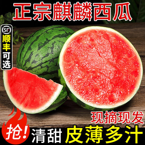 精品！头茬麒麟西瓜！个大饱满
