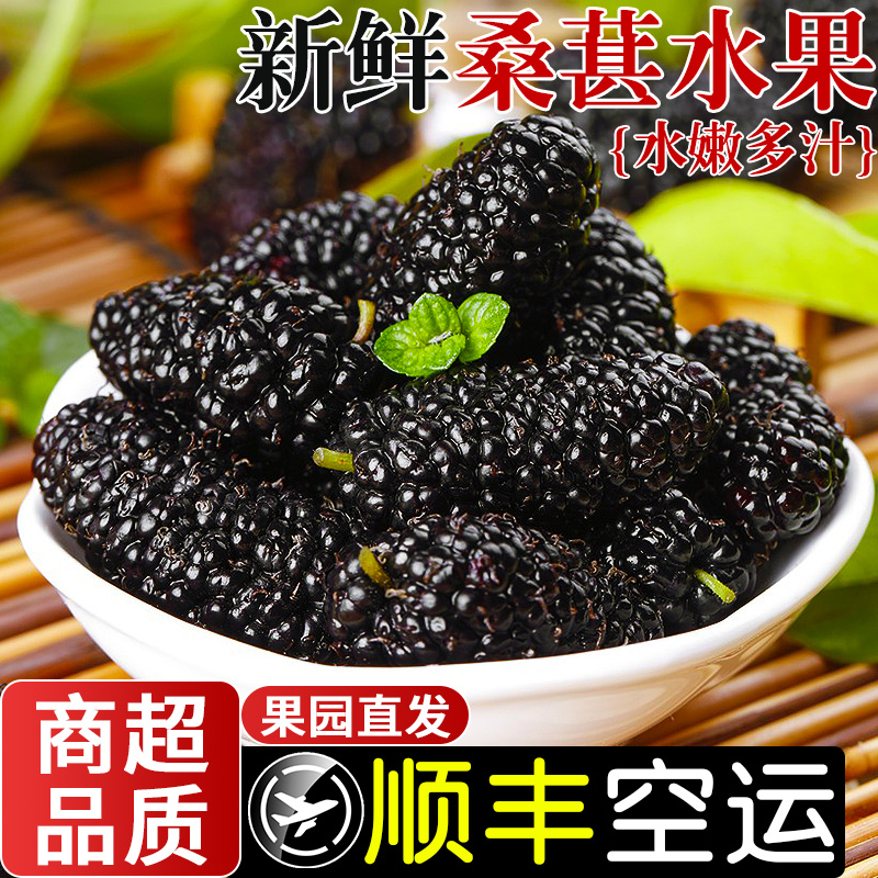 新鲜桑葚5斤应当季水果现摘黑桑葚无沙桑椹泡酒酵素桑果顺丰空运