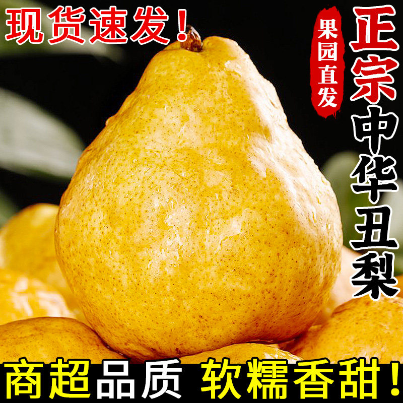正宗烟台中华丑梨当季新鲜水果山东莱阳梨太婆梨啤梨软糯香甜整箱
