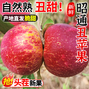 包邮 云南昭通市丑苹果10斤新鲜水果当季 现摘冰糖心萍果红富士整箱