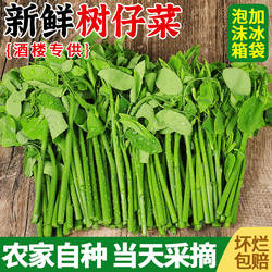 树仔菜新鲜潮汕菜五指山野菜当季天绿凉拌菜酒楼食材特色蔬菜包邮