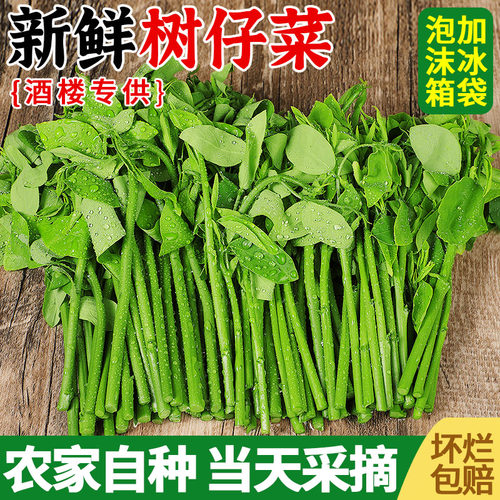 【酒楼特色食材】当天现摘树仔菜