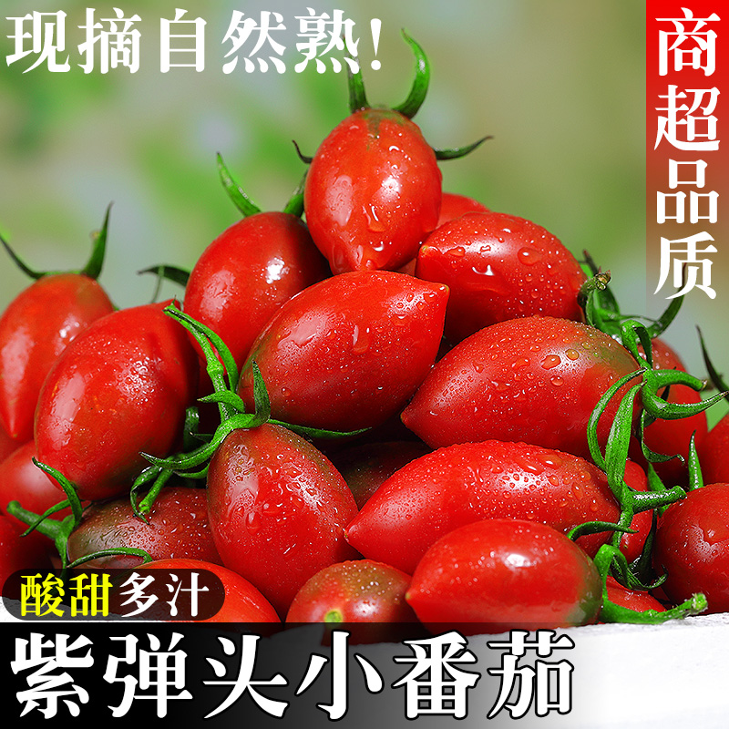 现摘!紫弹头圣女果番茄!清甜多汁