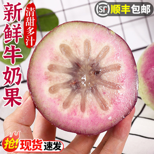 【顺丰】广西特产牛奶果新鲜热带水果现摘金星果清甜多汁正宗包邮