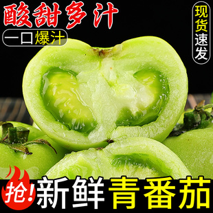湖北青番茄绿色西红柿水果新鲜现摘未成熟青脆西红柿农家自种蔬菜