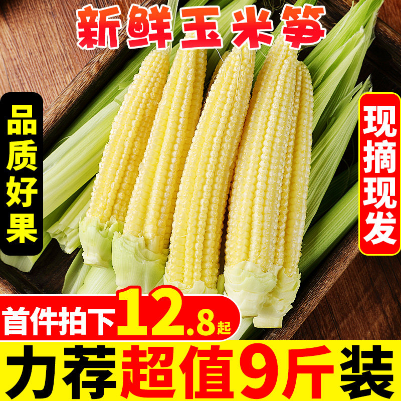 新鲜甜玉米笋9斤迷你小玉米芯仔蔬菜嫩玉米棒水果玉米批发包邮10