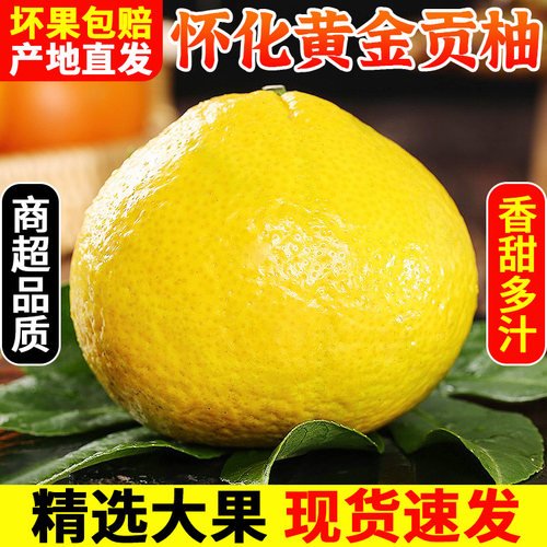 【正宗黄金贡柚】清甜爽口可榨汁
