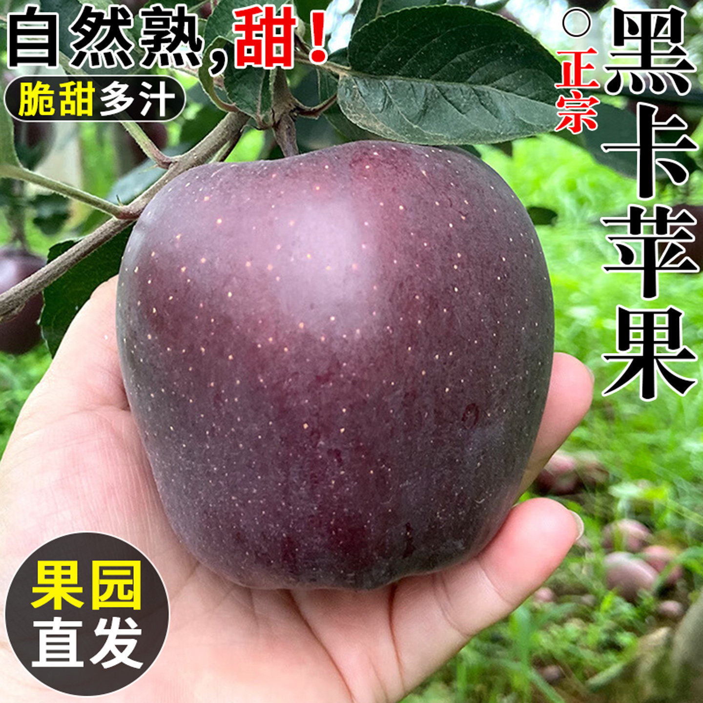 云南黑卡苹果正宗黑钻苹果应当季新鲜水果现摘冰糖心脆面苹果整箱
