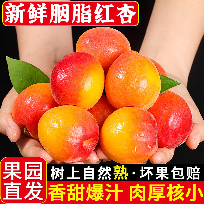 陕西胭脂红杏新鲜当季水果现摘甜杏贵妃太阳杏青杏子孕妇酸杏包邮
