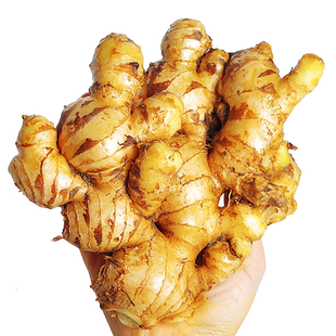 正宗云南小黄姜10斤新鲜生姜老姜现挖高山沙姜老嫩姜土姜蔬菜包邮