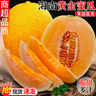 海南黄金蜜瓜哈密瓜新鲜水果当季网纹瓜黄河蜜瓜脆甜香瓜现摘整箱