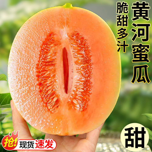 【正宗黄河蜜甜瓜】商超品质！