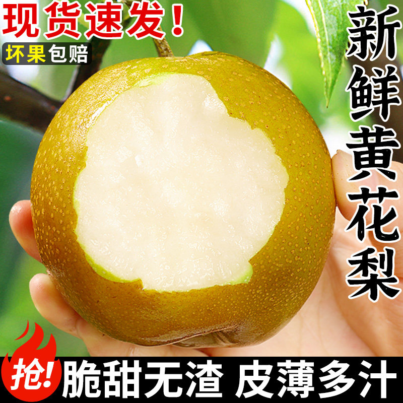 【现摘现发】正宗黄花梨!脆甜