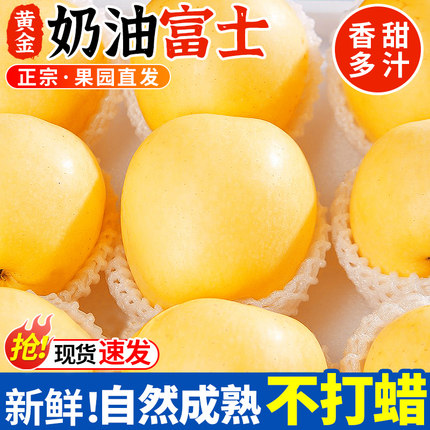山东黄金奶油富士苹果当季正宗烟台脆甜奶油苹果新鲜水果整箱包邮