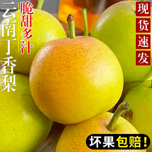 现摘云南丁香梨！酥脆多汁！甜！