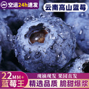 云南高山蓝莓鲜果当季 怡颗蓝莓高山L25花香新鲜水果现摘整箱顺丰3