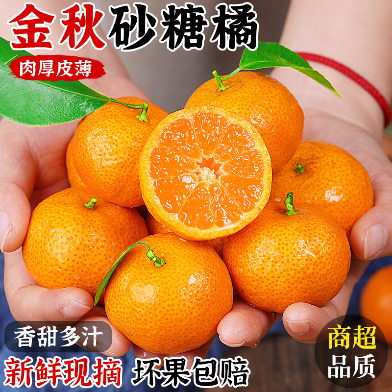 【商超品质】金秋砂糖橘！自然熟