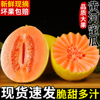 正宗民勤蜜瓜!脆甜可口!现摘现发