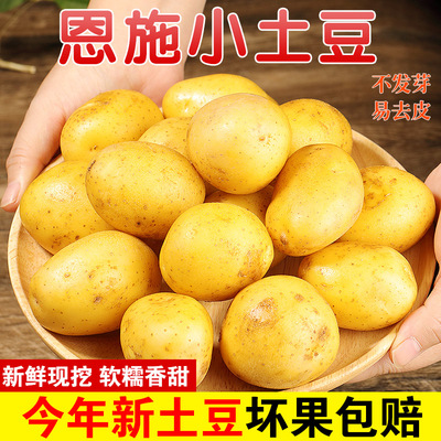 现挖现发！恩施小土豆！软糯香甜