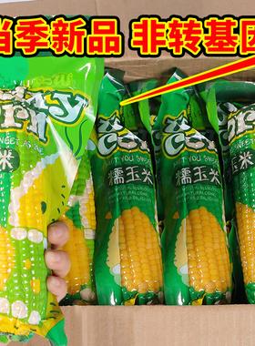 东北黄糯玉米10棒即食玉米新鲜真空装软糯香甜粘玉米粗粮代餐包邮