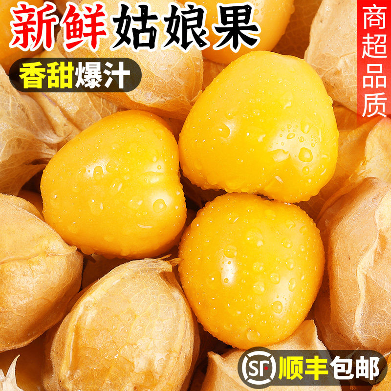 现摘东北姑娘果!清甜多汁!