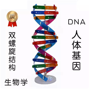 生命科学人体基因DNA结构模型小学生diy手工小制作幼儿园区域材料
