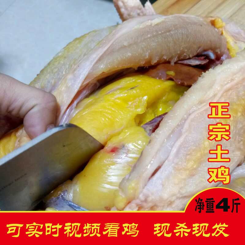 庄河大骨鸡 老母土鸡散养三黄鸡新鲜现杀现发净重4.5斤空运包邮