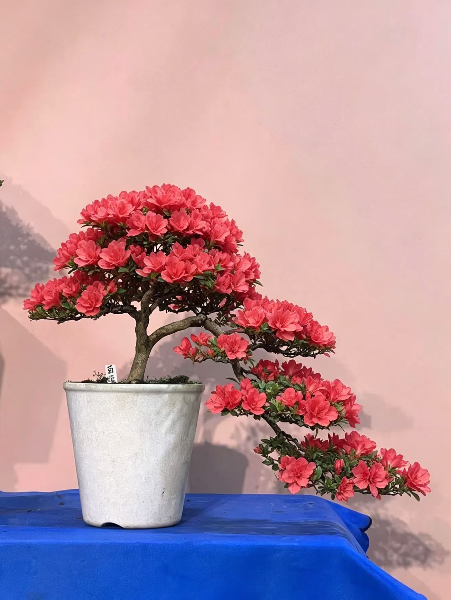 日本皋月杜鹃盆景植物绿植盆栽重瓣花菊姬植物满树花苞