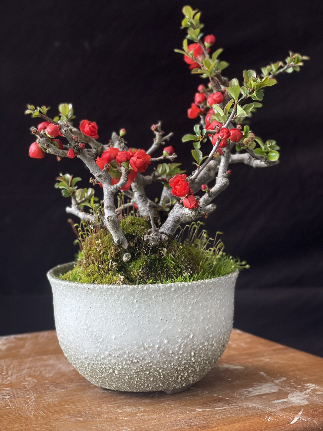 日本长寿梅红花一号盆景植物绿植盆栽年年满树花小老树年宵花