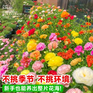 太阳花，重瓣种子混色七彩花种子四季开花易活死不了的种子