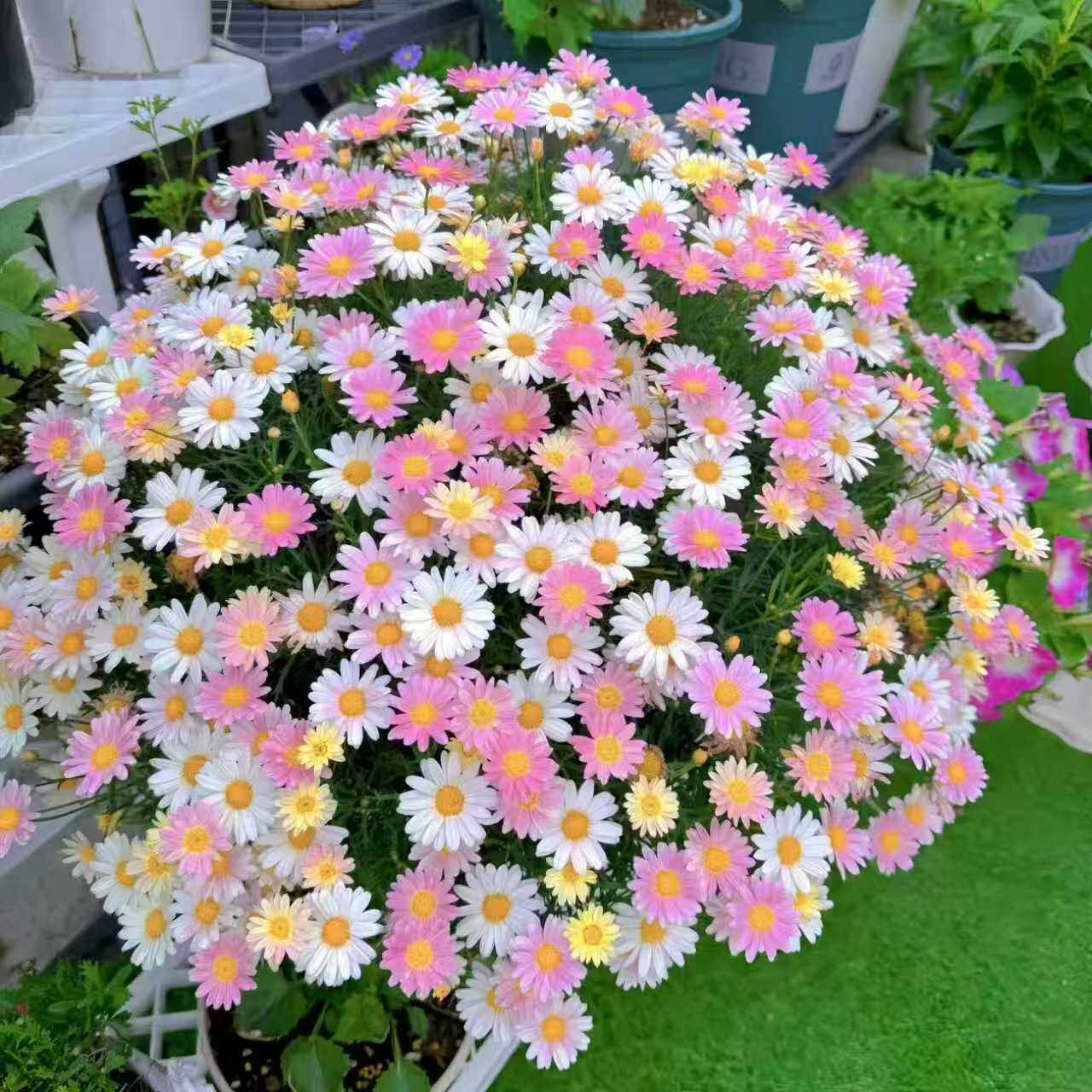 玛格丽特花种籽子孑四季播种开花糖果菊小雏菊庭院阳台室内外花卉